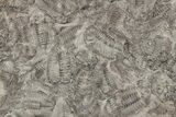 Ordovician Trilobite Mortality Plate (Pos/Neg) - Morocco #194171-1
